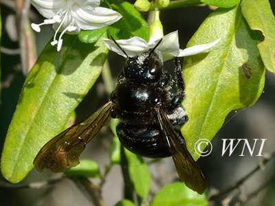 Xylocopa cubaecola